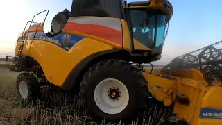 Rzepak 2023 / Żniwa 2023 /New Holland CX6.80