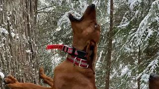 Idaho Mountain Lion Hunting With Hounds | Self Filmed | Redbone Power |  @screamingeagleoutdoors3092