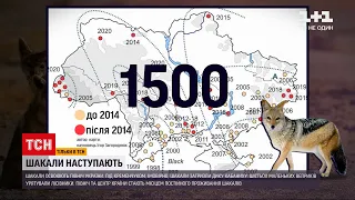 Чому північ і центр України стають місцем проживання шакалів