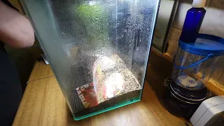 planting dwarf hair grass seeds in aquarium dry start method!