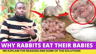 Rabbit Farming: Why Rabbits Eat Their Babies And How To Avoid It