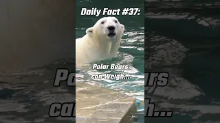 POLAR BEARS Get This BIG?! #shorts #shortsvideo #shortsfeed