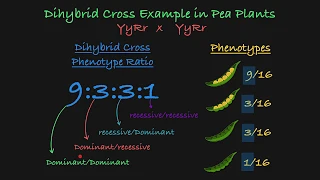 Dihybrid Cross Explained