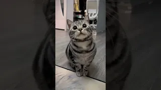 Funny cats😁