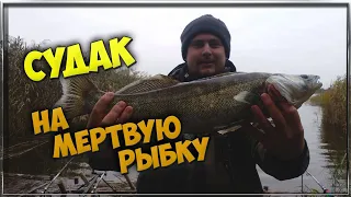 Крупный Судак на мертвую рыбку Ловля судака с берега на живца Рыбалка в Польше