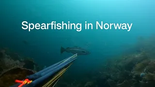 Spearfishing/Uv  jagt  in Norway, Tustna / September 2022