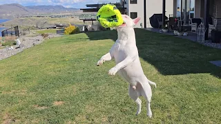 Meet the World's Most Adorable Bull Terrier Playing Fetch