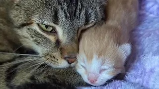 Pregnant Cat Was Abandoned Outside Walmart; What Happened Next It’s Amazing