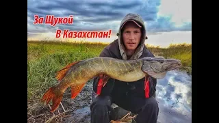 За Щукой в Казахстан!