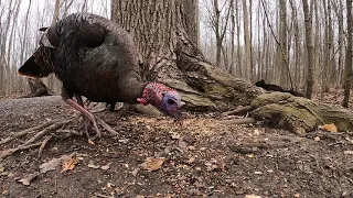 More Forest Turkeys -  April 14, 2021