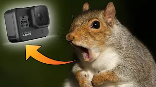 SQUIRREL steals CAMERA and CARRIES it up a TREE