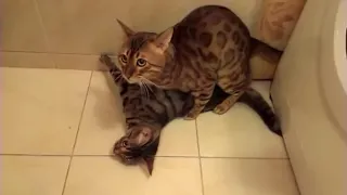 Romantic cats. Любовь и котики