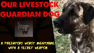 Livestock guardian dog Lily is intense and focused. She also has a secret weapon.