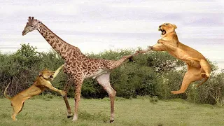 Here's How A Giraffe Escape From The Lions' Circle