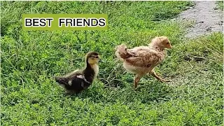 Best Friends // Chicken and Duckling