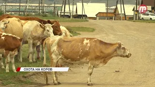 В Улан-Удэ начали отлавливать безнадзорных коров и лошадей