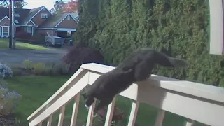 Fearless feline chases coyote in Portland neighborhood