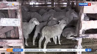 Шоу стригалей состоится в рамках Сибирско-Дальневосточной выставки овец и коз в Чите