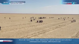 На дне осушенного Аральского в самом разгаре сезон по созданию лесных насаждений