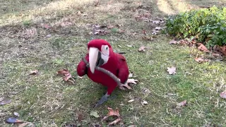 Green Wing Macaw plays Fetch!