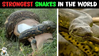 10 Most Powerful Snakes In The World