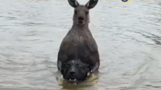 Never Let Your Dog In The Water With A Kangaroo…