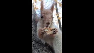 Опять едим орешек / We're eating a nut again