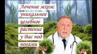 Лечение мхом уникальное целебное растение у Вас под ногами