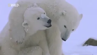 Суперхищники  Полярный медведь  Nat Geo Wild HD