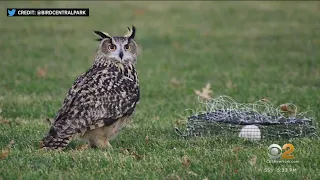 Owl that escaped Central Park Zoo almost caught Thursday night