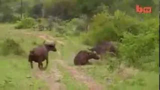 flying lion buffalo launches predator into the air animals