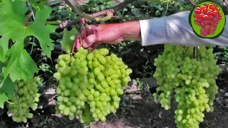 @Виноград Гелиодор кишмиш  Крупный виноград, мускат шикарный