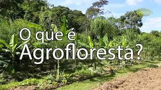 O que é Agrofloresta?