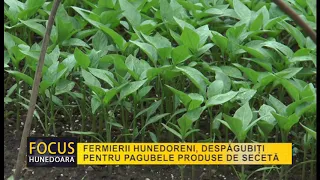 FERMIERII HUNEDORENI, DESPĂGUBIȚI PENTRU PAGUBELE PRODUSE DE SECETĂ