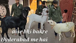 Amritsar beetal bakra & heavy weight vilayati mende for sale in Hyderabad | qurbani ke bade bakre