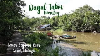 A Hidden Treasure - Welcome To Dagat Tabin Homestay [HD] // Borneo Eco Tourism at its best!
