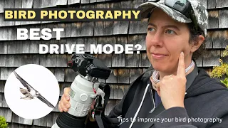 Bird photography tips - what drive mode?