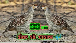 99 min तीतर की आवाज 🎶👌 boli 💞 Partridge sounds Francolin Voice jungle teetar trapping #teetar #voice