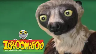 Zoboomafoo with the Kratt Brothers! BUDDIES | Full Episodes Compilation