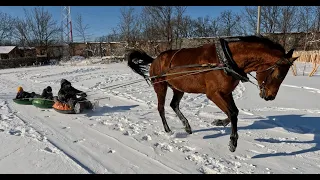 Лошадь. Катание на тюбинге