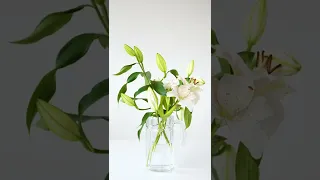 lily flower in a vase #shorts #youtubeshorts #viral #trending #shortvideo