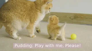 Cute Kitten Pudding wants to be friends with Step Mother of Daddy but