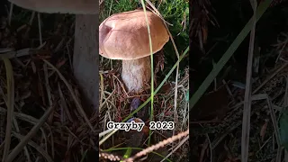 #grzyby2023 #grzybobranie #boletus #borowiki #porcini #prawdziwki #shorts #short #las