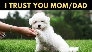 10 Common Signs Your Maltese Dog Trusts You but You Don't know