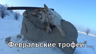 #Охота на зайца-русака. "Февральские трофеи"...