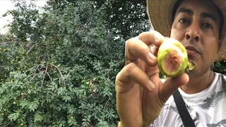 ENCONTRÉ UN ÁRBOL CARGADO DE GUAYABAS