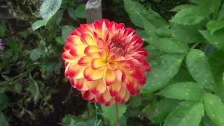 Best dahlia varieties in 2023 (in Geoff & Heather’s garden!)