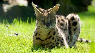SERVAL CAT | | 4K | Animals Geography