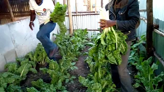 Farming spinach/ Growing clean spinach /Spinach Farming in Kenya,, watch the Harvesting of Spinach,,