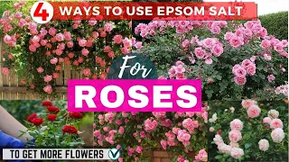 4 Ways to Use Epsom Salt For Roses to Get More Flowers